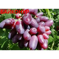 Сорт винограда Байконур саженцы в контейнере