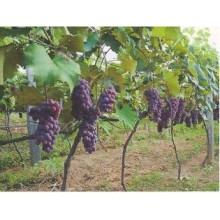 Виноград формировка куста